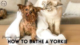 Yorkie 101| How To Bathe A Yorkie