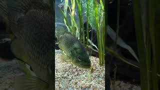 Colorful Fish in an Aquarium