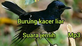 Kicau burung kacer liar gacor abis,cocok buat masteran