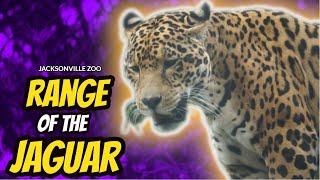 Range of the Jaguar | Jacksonville Zoo