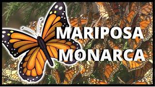 El Increíble Viaje de la Mariposa Monarca | Documental | Todos Sabios