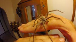 How to handle a Huntsman Spider - by Brennan Hatton