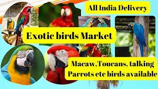 Most Exotic Birds for sale  | cheapest bird market in India | birds market in India