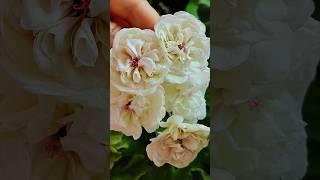 천국의 장미2. #geranium# 선미 보름달, #flowers #song #화초관리