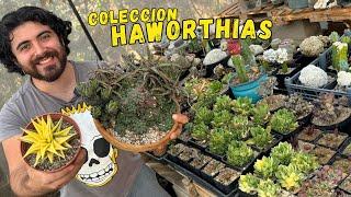 Mi colección de suculentas HAWORTHIAS