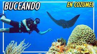 BUCEO en COZUMEL! La MEJOR experiencia!