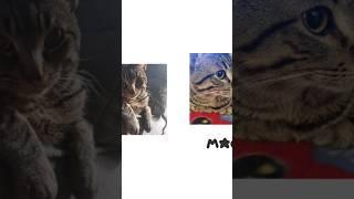 meo mao JJ&ALI edit #catshorts #funnycats #CaTLoVeRs13