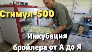 Стимул-500 Инкубация бройлера от А до Я