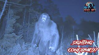 10 Real Bigfoot Sightings: They Saw Something...