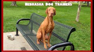 Zeke | 5 YO Vizsla | Off-leash reliable dog training in Lincoln, Nebraska