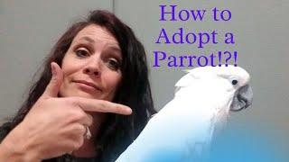 How to Adopt a Parrot!?!