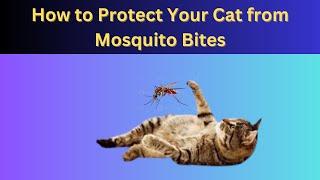 How to Protect Your Cat from Mosquito Bites | Daily Needs Studio