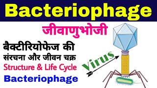 बैक्टीरियोफेज (Bacteriophage)| Structure and Life cycle of Bacteriophage | sanrachna, jivan chakra