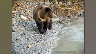 Alaska Brown Bears