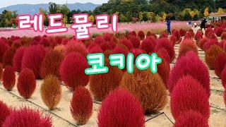 [꽃사랑13] 화려한 풍경에 반했어요 레드뮬리(코키아) | Kochia Scoparia