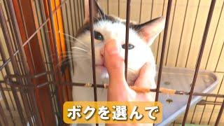 保護猫に自分で名前を選んでもらってみた