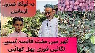 How to grow Falsa plant at home|گھر پر فالسہ اُگانے کا آسان طریقہ|Summer fruit#falsastag#falsajuice