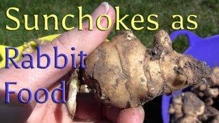 Sunchokes! People & rabbit food.