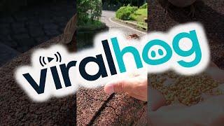 A Sparrow Shares Its Food || ViralHog