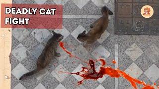 Cat bleeding profusely during fight