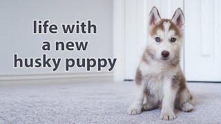My First Month with A Husky Puppy (watch this before getting one)