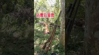 砰獵山豬 | 狩獵是布農族文化傳統和技藝的傳承