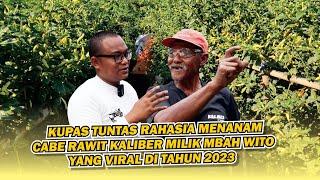 cara menanam cabe rawit kaliber dengan hasil yang memuaskan seperti Mbah wito