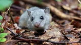 Siebenschläfer (Glis glis) im Gartenhaus