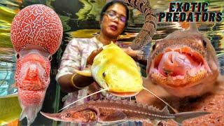 Exotic Terrific Fishes இத யாரெல்லாம் உங்க வீட்ல வளர்ப்பீங்க