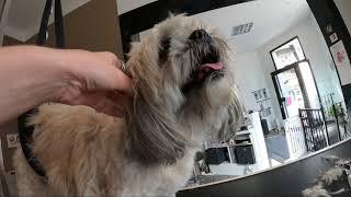 Shih Tzu Buddy beim Hundefrisör (verfilzt)  strongly matted #grooming