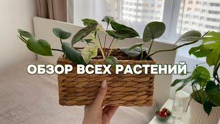 Обзор всех моих растений 2 часть