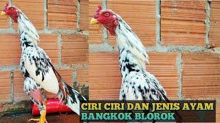 inilah ciri-ciri dan jenis warna bulu ayam bangkok blorok: Update-2023