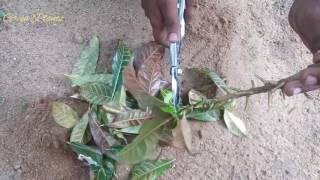 croton plant in plastic cups to Make a Croton bonsai//GREEN PLANTS