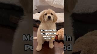Sweet Moments of Puppyhood  #dogshorts #goldenretriever #puppies #puppyvideos #dogs #puppy