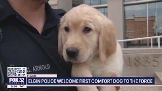 Not your ordinary canine cop: Elgin police add comfort K9 to the force