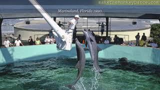 Marineland Florida  Roadside Travel America Photographs video