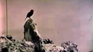 RARE FOOTAGE of the EXTINCT Laysan Honeycreeper ʻApapane - Only Video Ever Recorded - 1923