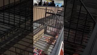 Mega fireworks sale 2024 | Lidl completely sold out after 2 minutes #shorts #fireworks