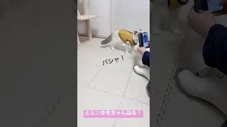 子猫を超至近距離で撮ってみた【ラグドール】