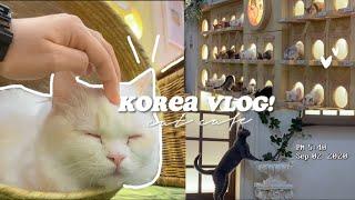 KOREA VLOG: cat cafe in hongdae, unlimited drinks, feeding + more… #seoul #aesthetic #catcafe