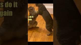 funny cats 3 #funnycats