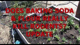 DOES BAKING SODA & FLOUR REALLY KILL RODENTS UPDATE