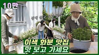 [10만] 화춘 씨의 낭만 정원 exotic flowerpot garden | 정원의 발견 Wonders of Garden | KBS제주 20210521 방송