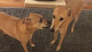 Lizzie and Fred playing together. Staffy Ridgeback rescue dog and Saluki Lurcher