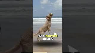 Dogs eating honey - the sweet benefits  #beekeeper #beekeeping #honeybees