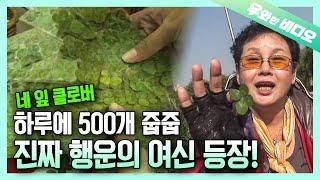 행운이 깃든 눈 하루에 네 잎 클로버 500장 발견?! 행운의 여신 등장!┃Lucky Eyes Finding 500 Four-Leaf Clover a Day!