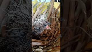 Baby Coucal Bird #babybird #meskipops #rarebirds