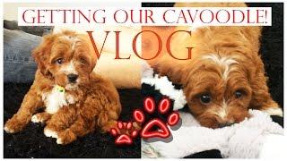 GETTING OUR CAVOODLE! (PUPPY) | VLOG | Tobie Hickey