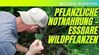 Wildnis Survival #5: Pflanzliche Notnahrung - essbare Wildpflanzen