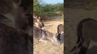 #donkeys always happy #animallover #shortvideo #pets